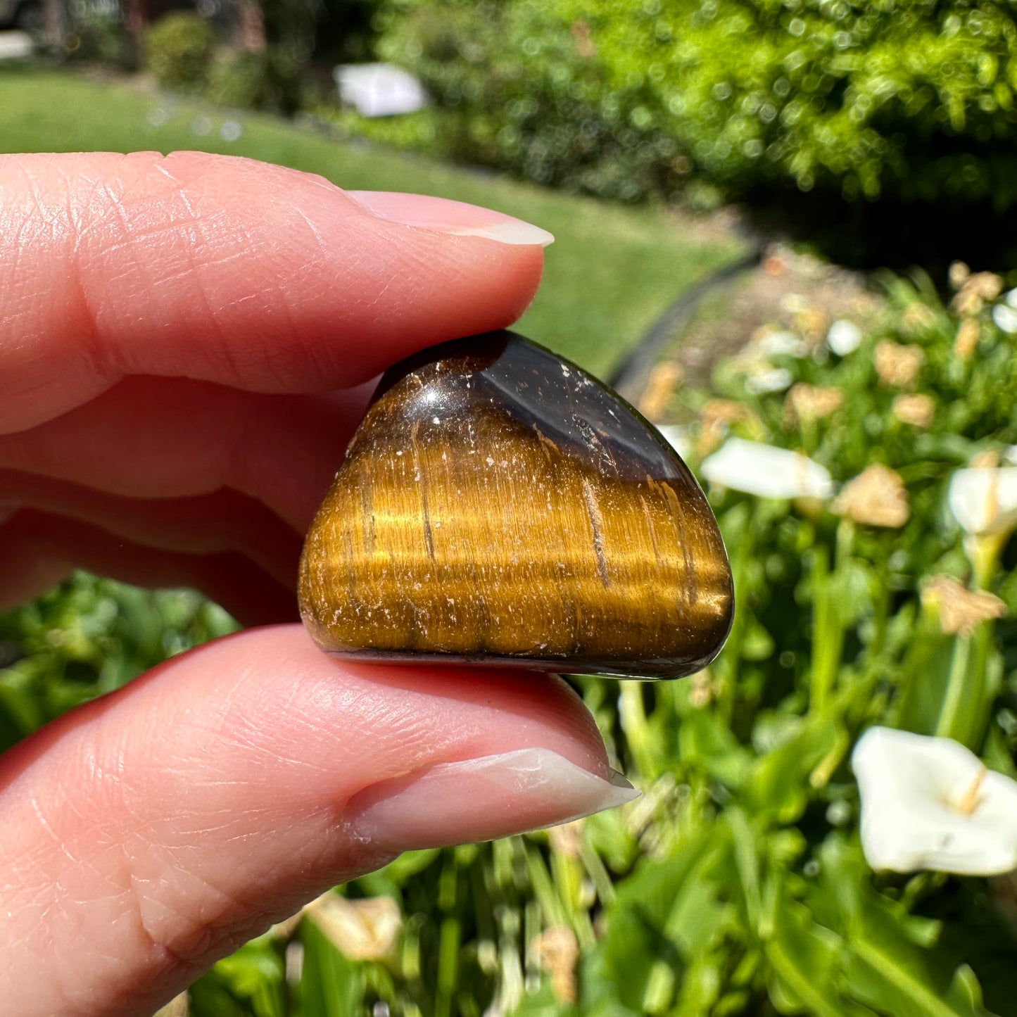 Tiger Eye